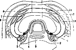 Parathyroid Glands: figure 1 from the 1928–1936 encyclopedia article