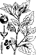 Bittersweet Nightshade: figure 1 from the 1928–1936 encyclopedia article