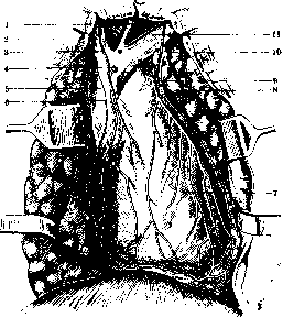 Pericardium: figure 8 from the 1928–1936 encyclopedia article