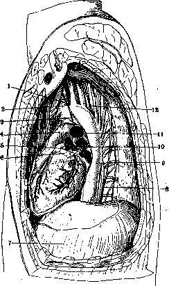Pericardium: figure 7 from the 1928–1936 encyclopedia article