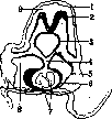 Pericardium: figure 1 from the 1928–1936 encyclopedia article