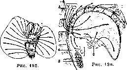 Liver: figure 23 from the 1928–1936 encyclopedia article