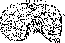 Liver: figure 21 from the 1928–1936 encyclopedia article