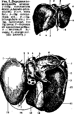 Liver: figure 10 from the 1928–1936 encyclopedia article