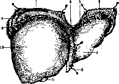 Liver: figure 7 from the 1928–1936 encyclopedia article