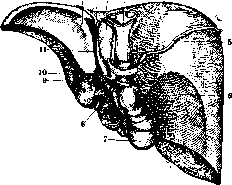 Liver: figure 11 from the 1928–1936 encyclopedia article