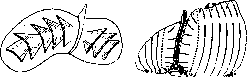 Liver: figure 22 from the 1928–1936 encyclopedia article