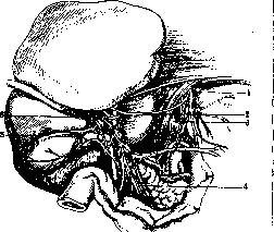 Liver: figure 26 from the 1928–1936 encyclopedia article