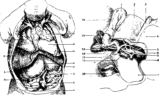 Liver: figure 18 from the 1928–1936 encyclopedia article