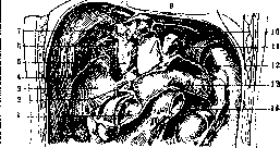 Liver: figure 14 from the 1928–1936 encyclopedia article