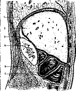 Liver: figure 12 from the 1928–1936 encyclopedia article