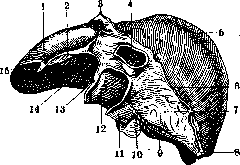 Liver: figure 9 from the 1928–1936 encyclopedia article