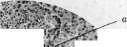 Liver: figure 4 from the 1928–1936 encyclopedia article