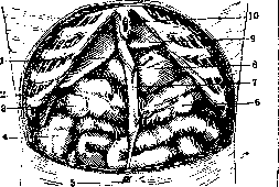 Liver: figure 17 from the 1928–1936 encyclopedia article