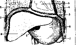 Liver: figure 15 from the 1928–1936 encyclopedia article