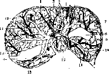 Liver: figure 20 from the 1928–1936 encyclopedia article