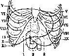 Liver: figure 13 from the 1928–1936 encyclopedia article