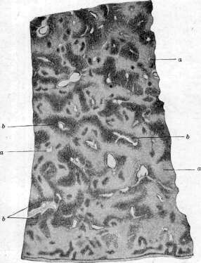 Liver: figure 2 from the 1928–1936 encyclopedia article