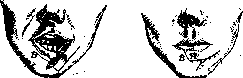 Plasteins: figure 5 from the 1928–1936 encyclopedia article