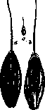 Darnel: figure 1 from the 1928–1936 encyclopedia article