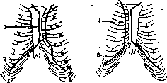 Pleura: figure 6 from the 1928–1936 encyclopedia article