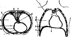 Pleura: figure 3 from the 1928–1936 encyclopedia article