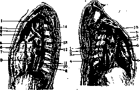 Pleura: figure 2 from the 1928–1936 encyclopedia article