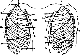Pleura: figure 7 from the 1928–1936 encyclopedia article