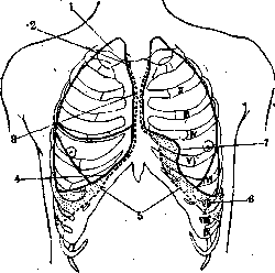 Pleura: figure 4 from the 1928–1936 encyclopedia article