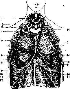 Pleura: figure 1 from the 1928–1936 encyclopedia article