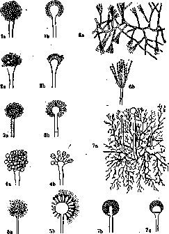 MOLD: figure 1 from the 1928–1936 encyclopedia article