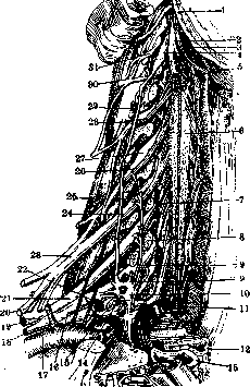 PLETHORA: figure 2 from the 1928–1936 encyclopedia article