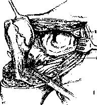 Shoulder Joint: figure 15 from the 1928–1936 encyclopedia article