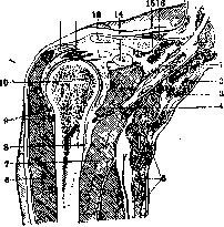 Shoulder Joint: figure 5 from the 1928–1936 encyclopedia article