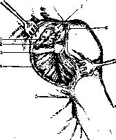 Shoulder Joint: figure 10 from the 1928–1936 encyclopedia article