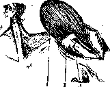 Shoulder Joint: figure 12 from the 1928–1936 encyclopedia article