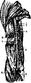 Brachium: figure 6 from the 1928–1936 encyclopedia article