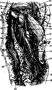 Brachium: figure 10 from the 1928–1936 encyclopedia article