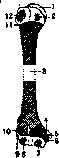 Brachium: figure 3 from the 1928–1936 encyclopedia article