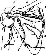 Brachium: figure 7 from the 1928–1936 encyclopedia article
