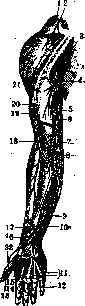 Brachium: figure 4 from the 1928–1936 encyclopedia article