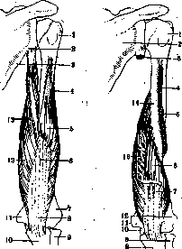 Brachium: figure 9 from the 1928–1936 encyclopedia article