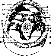 Brachium: figure 5 from the 1928–1936 encyclopedia article