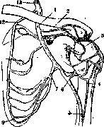 Brachium: figure 8 from the 1928–1936 encyclopedia article