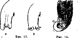 Brachium: figure 12 from the 1928–1936 encyclopedia article