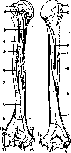 Brachium: figure 1 from the 1928–1936 encyclopedia article