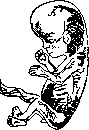 Fetus: figure 1 from the 1928–1936 encyclopedia article