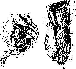 Penis: figure 6 from the 1928–1936 encyclopedia article