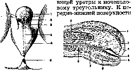 Penis: figure 2 from the 1928–1936 encyclopedia article