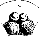 Penis: figure 7 from the 1928–1936 encyclopedia article